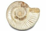 Polished Jurassic Ammonite (Perisphinctes) - Madagascar #283197-1